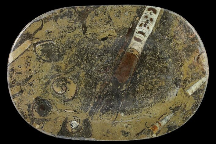 Fossil Orthoceras & Goniatite Oval Plate - Stoneware #133566